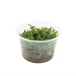 Limnophila Hippuridoides - In Vitro