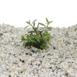 Limnophila Hippuridoides - In Vitro