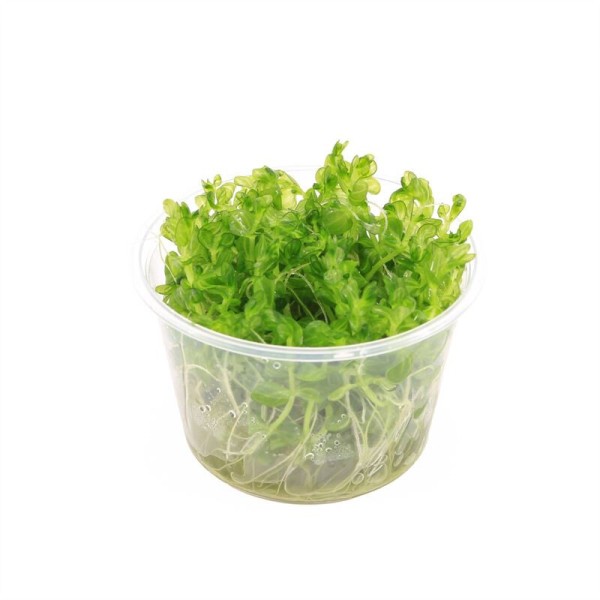 Lindernia Rotundifolia Variegated - In Vitro