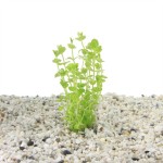 Lindernia Rotundifolia Variegated - In Vitro