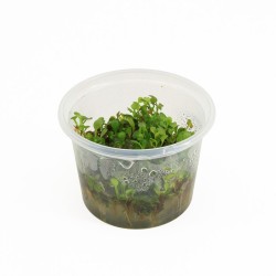 Marsilea Hirsuta - In Vitro