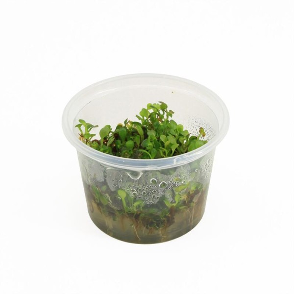 Marsilea Hirsuta - In Vitro