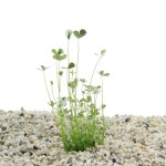 Marsilea Hirsuta - In Vitro