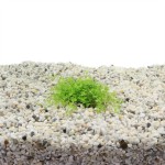 Micranthemum Monte Carlo - In Vitro