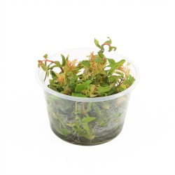 Neseae Pedicellata Golden - In Vitro