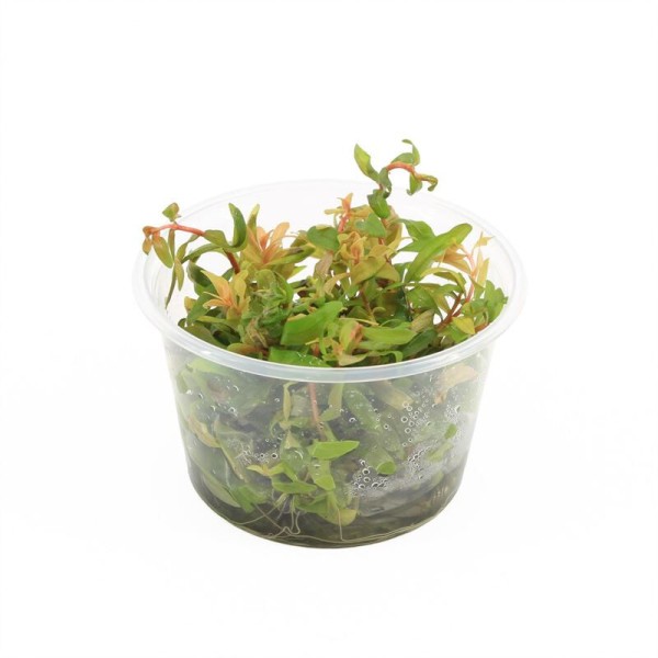 Neseae Pedicellata Golden - In Vitro