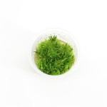 Pogostemon Erectus - In Vitro