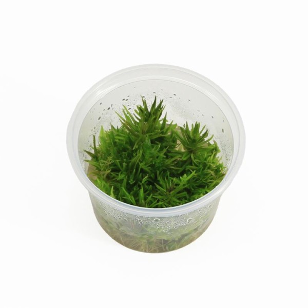 Pogostemon Erectus - In Vitro