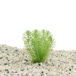 Pogostemon Erectus - In Vitro