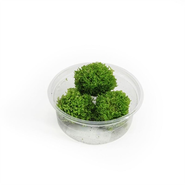 Riccia Fluitans 80 CC