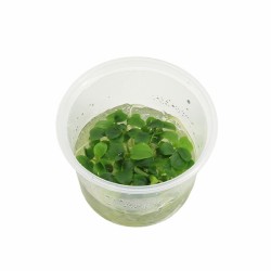 Schismatoglottis Prietoi - In Vitro