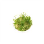 Taxiphyllum Spiky Mos - In Vitro