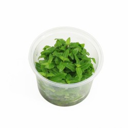 Staurogyne Repens - In Vitro