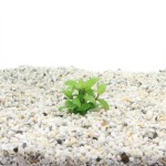 Staurogyne Repens - In Vitro