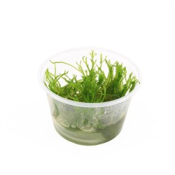 Taxiphyllum Spiky Mos - In Vitro