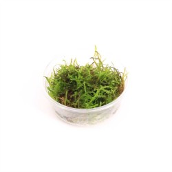 Vesicularia Dubyana (Java mos)