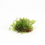 Vesicularia Dubyana (Java mos)