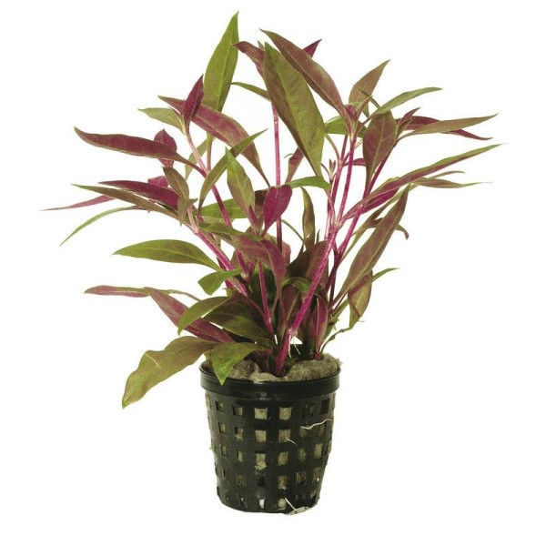 Alternanthera Rosaefolia