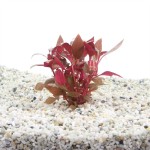 Alternanthera Cardinalis