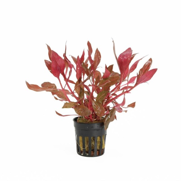 Alternanthera Cardinalis Rosanervig