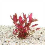 Alternanthera Cardinalis Rosanervig