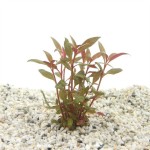 Alternanthera Reineckii Minima