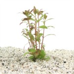 Alternanthera Reineckii