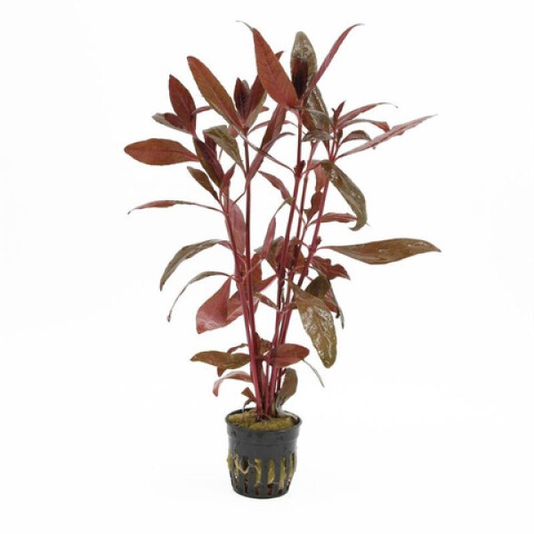 Alternanthera Sessilis