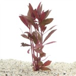 Alternanthera Sessilis