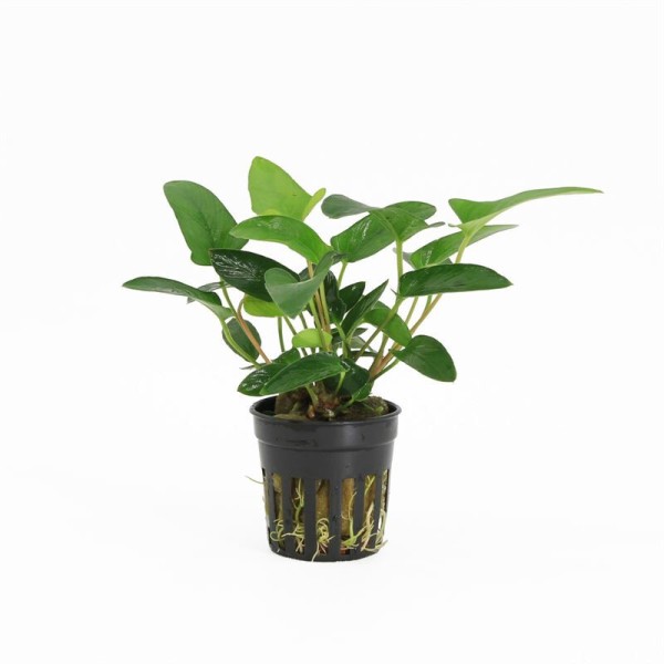 Anubias Gracilis