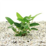 Anubias Gracilis