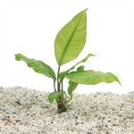 Anubias Heterophylla