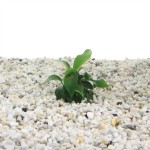 Anubias Mini