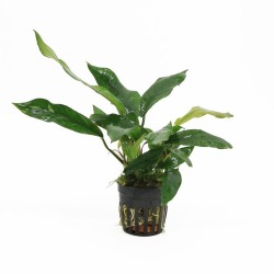 Anubias Minima Variegata