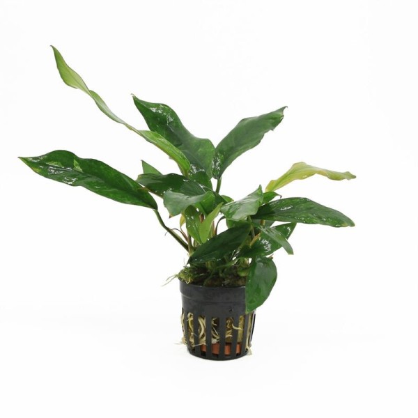 Anubias Minima Variegata