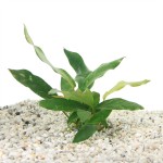 Anubias Minima Variegata