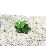 Anubias Nana Petite