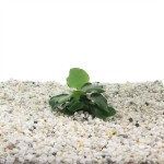 Anubias Nana thick leaf