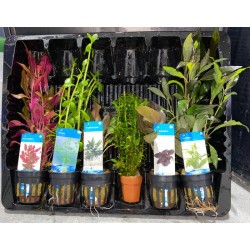 Aquariumplanten Starter Pakket 
