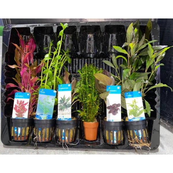 Aquariumplanten Starter Pakket 