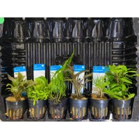 Aquariumplanten Pakket Laag