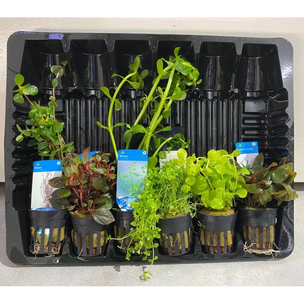 Aquariumplanten Pakket Standaard