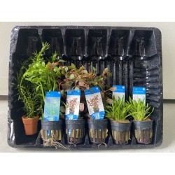 Aquariumplanten Pakket Compleet