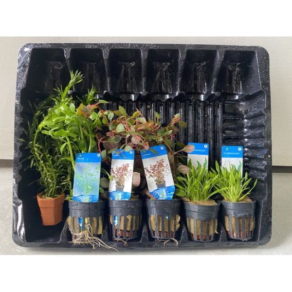 Aquariumplanten Pakket Compleet