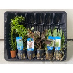 Aquariumplanten Pakket Variatie