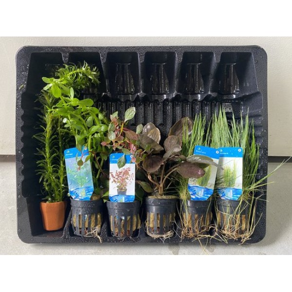 Aquariumplanten Pakket Variatie