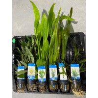 Aquariumplanten Pakket Hoog