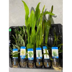 Aquariumplanten Pakket Hoog