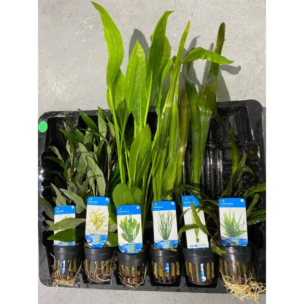 Aquariumplanten Pakket Hoog