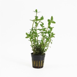 Bacopa Amplexicaulis